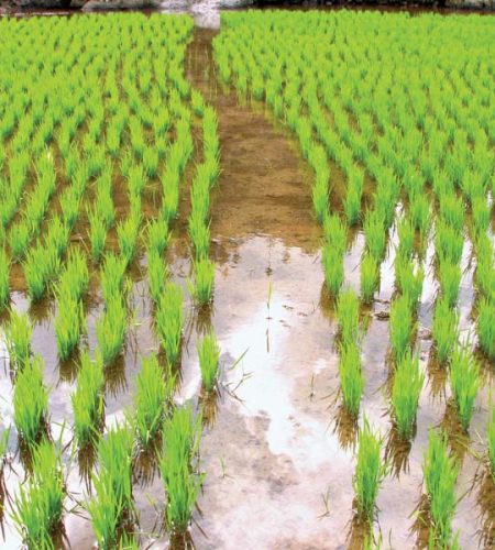 Rice-cultivation-path-flooded-rice-paddy-Philippines