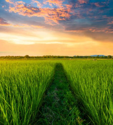 Panoramic view nature Landscape of a green field with rice at sunset